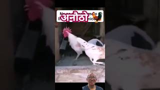 बास्नु गार्हो छ यो भाले लाई 😁#chicken #shorts #trending #viral