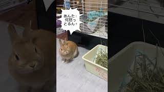 足ダン‼️めちゃキレてるうさぎ #rabbit #かわいいうさぎ #癒し #bunny #足ダン