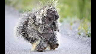 porcupine | 10 interesting facts