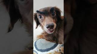 立派な眉毛になったミニチュアダックスのミックス犬チワックス　Miniature Dachshund Mix Dog With Respectable Eyebrows