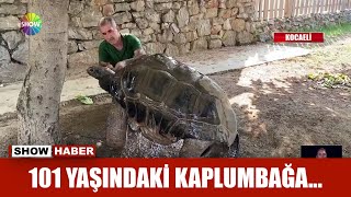 101 yaşındaki kaplumbağa...