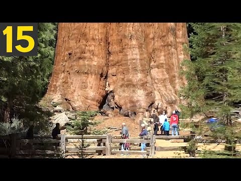 Who is the longest tree in the world?