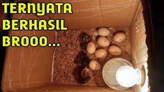 Experimen Alat Tetas Telur Ayam Sederhana Dari Kardus