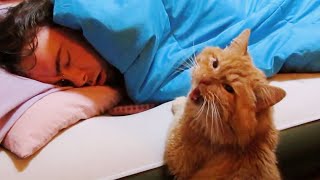 Cat wake up their owner by cute actions ⏰ Cute Alarm Clock Ever