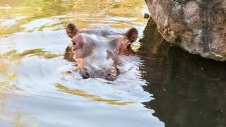 八木山動物公園　カバ　カポ　　　ヒガシクロサイ　ユキ　ラン