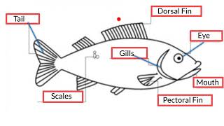 parts of a fish