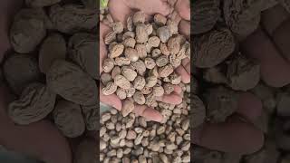 Nutmeg shrivilled seed | Available on IndiaMART