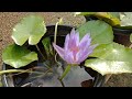 nymphaea nouchali burm.f. water lily flower plant seeds also available