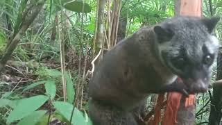 Mabisang Paraan ng Trap/Bitag Para sa Alamid/Musang O Palm Civet