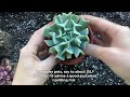 how to get succulents grow huge in pots