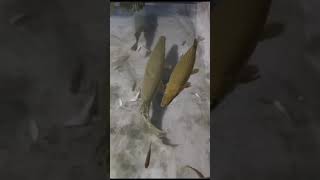 # നമ്മുടെ മുതല കുഞ്ഞ്#alligater #fishcatching #fishingvideo #