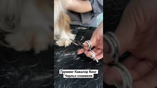 Груминг Кавалер Кинг Чарльз спаниеля #grooming #выставкасобак