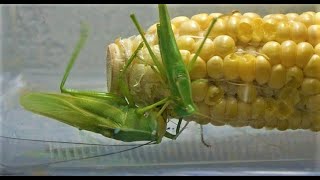 トウモロコシを与えてみたらオオクサキリが大暴走 The katydid are on a rampage, fighting for the corn