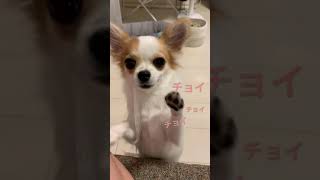 遊んでアピールが可愛すぎる【チワワ】#チワワ #子犬 #パピー #ロングコートチワワ #犬 #ペット #可愛い #愛犬 #ショート #chihuahua #shorts