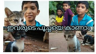 ഇവർ വളർത്തുന്ന പൂച്ചയെ കണ്ട് നോക്കൂ /Cate Lovers/പൂച്ച പ്രേമികൾ /pets