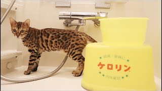 お風呂で思う存分水遊びを楽しむ可愛すぎるベンガル猫