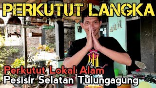 Kolektor Perkutut Lokal Alam Unik dan Langka dari Pesisir Selatan