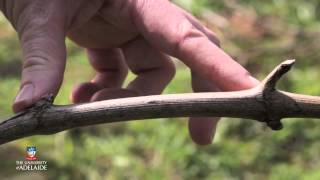 World of Wine: Pruning grapevines