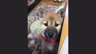 『わが輩は、犬』ケンの場合