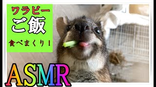 【ASMR】 ワラビーご飯食べまくり！