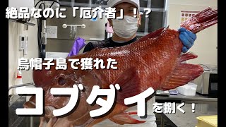 絶品なのに「厄介者」！？烏帽子島で獲れたコブダイを捌く