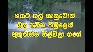 ගගට ගල් ගැහුවොත් මල පනින කිඹුලෙක් අකුරැස්ස නිල්වලා ගගේ..