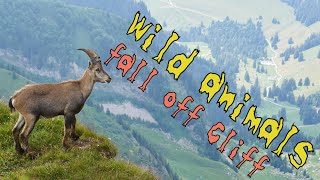 Top 10 Animals Fall Off (ibex, boar, goat and much more)
