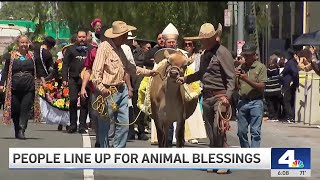 People line up for blessing of the animals tradition in downtown LA