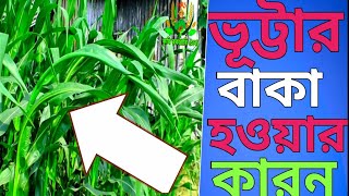 ভূট্টার গাছ বাকা হওয়ার কারন ও সমাধান || Causes and solutions of corn plant wilting--2025