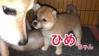 可愛い豆柴の仔犬で、癒されて下さい！新しい家族にお迎えしませんか？大分豆柴#大分大晃JP#豆柴犬舎ハマコウ#フレンチブルドッグ