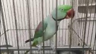 talking |magical |amazing beautiful |gaming||dancing cute|sweet ||parrot wow |best king