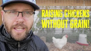 Grain-Free Chicken Raising: How to Save Big and Keep It Natural!