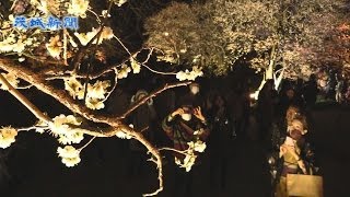 幻想的に浮かぶ梅の花   偕楽園「夜梅祭」