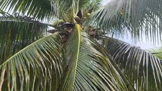 Coconut, Almonds \u0026 an .early morning sea bath