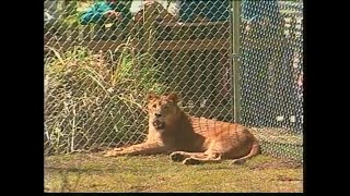 Lady the Lion gets New Home at Local Zoo