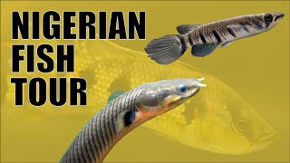 New Fish from Nigeria | Killies, Tetras, Barbs, Ropefish & More!