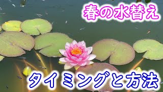 【めだか】水替えで忙しい季節が始まります。僕なりのタイミングと方法を話しています。Ｂ型おやじ