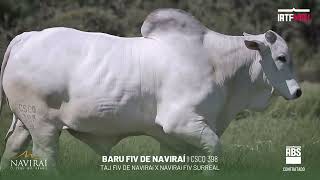 📹🧬BARU FIV DE NAVIRAÍ I CSCQ 398