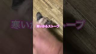 道路に仔猫が落ちていた。9