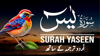 Surah Yaseen | Surah Yaseen With Urdu Translation | Episode - 257