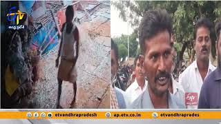 అమానుషం..పశువులను చంపేస్తున్న వ్యక్తి | Man Killing Bulls By Poisoning Them At Kamalapuram | Nandyal