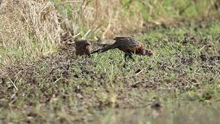 ♪鳥くん野鳥動画（沖縄県石垣島）コウライキジ雌雄20190903JO6A3790