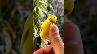 Fighter Canary 💛 👌  #canary #kanarienvogel #birds #viral #youtubeshorts #short #shorts