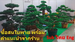 ซื้อสนใบพายยอดแดงต้นเล็ก สวนมิ่งไม้มงคล บ้านและสวน Buy a small red pine l SurasanV