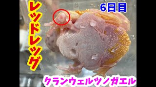 レッドレッグ治療6日目【クランウェルツノガエル】