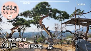 061번 ' 홍송 ' 소나무 특수목 ㅣ 울산광역시