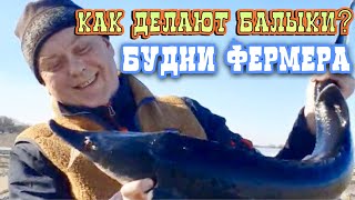 Очень редкий деликатес! Секреты фермера из Астрахани.