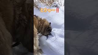 誰かいますか？雪の中に頭を突っ込む犬のムーちゃん　〜雪しかなかったよ〜