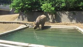 多摩動物公園 インドサイ 水浴び 水に入る瞬間