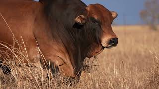 Best Proven Boran Stud Bull